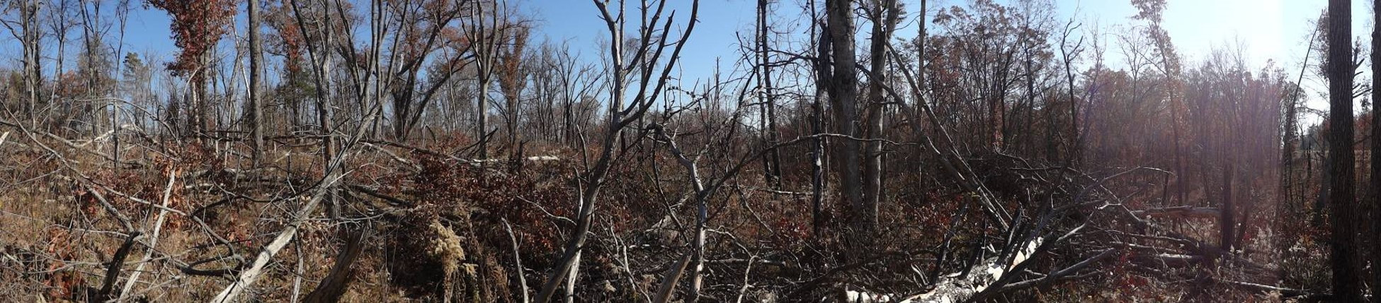 "the 8600"- a 15 year project to restore a supposed fire-dependent oak woodland/savannah