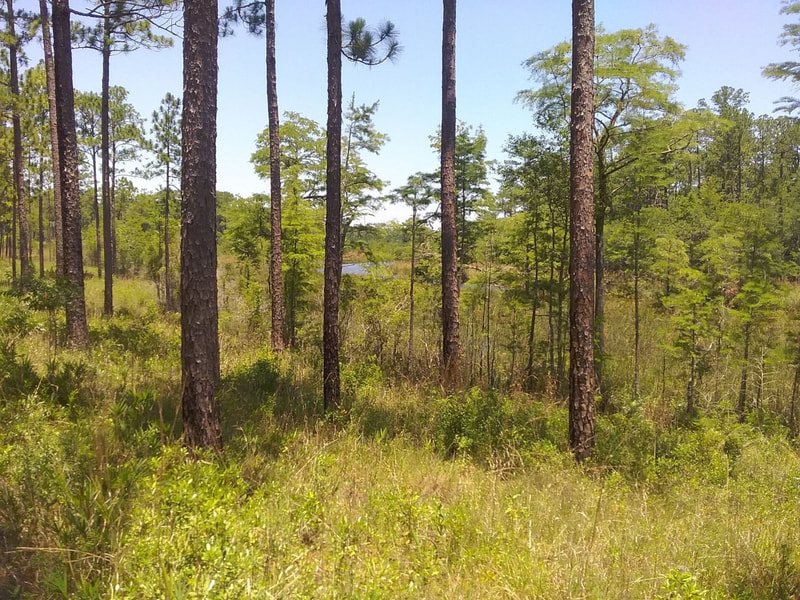Longleaf Pine Savannah- Mississippi Sandhill Crane NWR